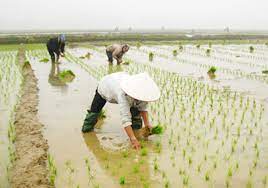 Ninh Giang: 150 ha lúa chiêm xuân được gieo cấy